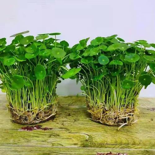 铜钱草怎么养？铜钱草怎么养殖？-第2张图片-优品飞百科