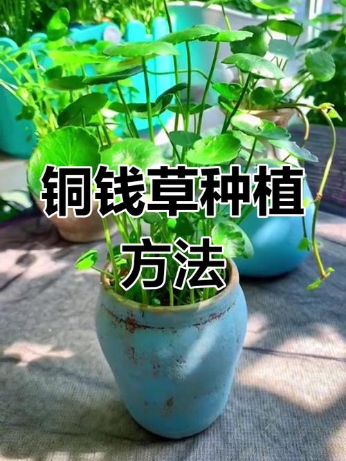 铜钱草怎么养？铜钱草怎么养殖？-第4张图片-优品飞百科