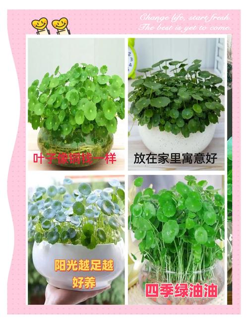 铜钱草怎么养？铜钱草怎么养殖？-第5张图片-优品飞百科