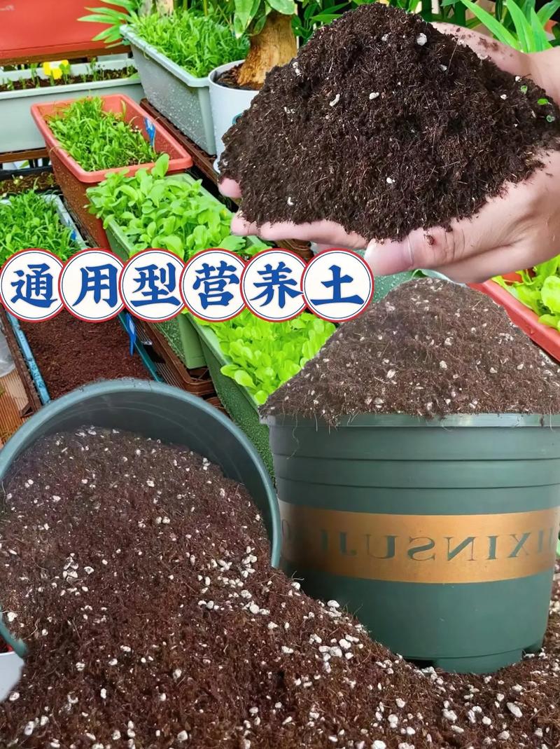 水果蓝怎么种，水果蓝怎么种植-第2张图片-优品飞百科