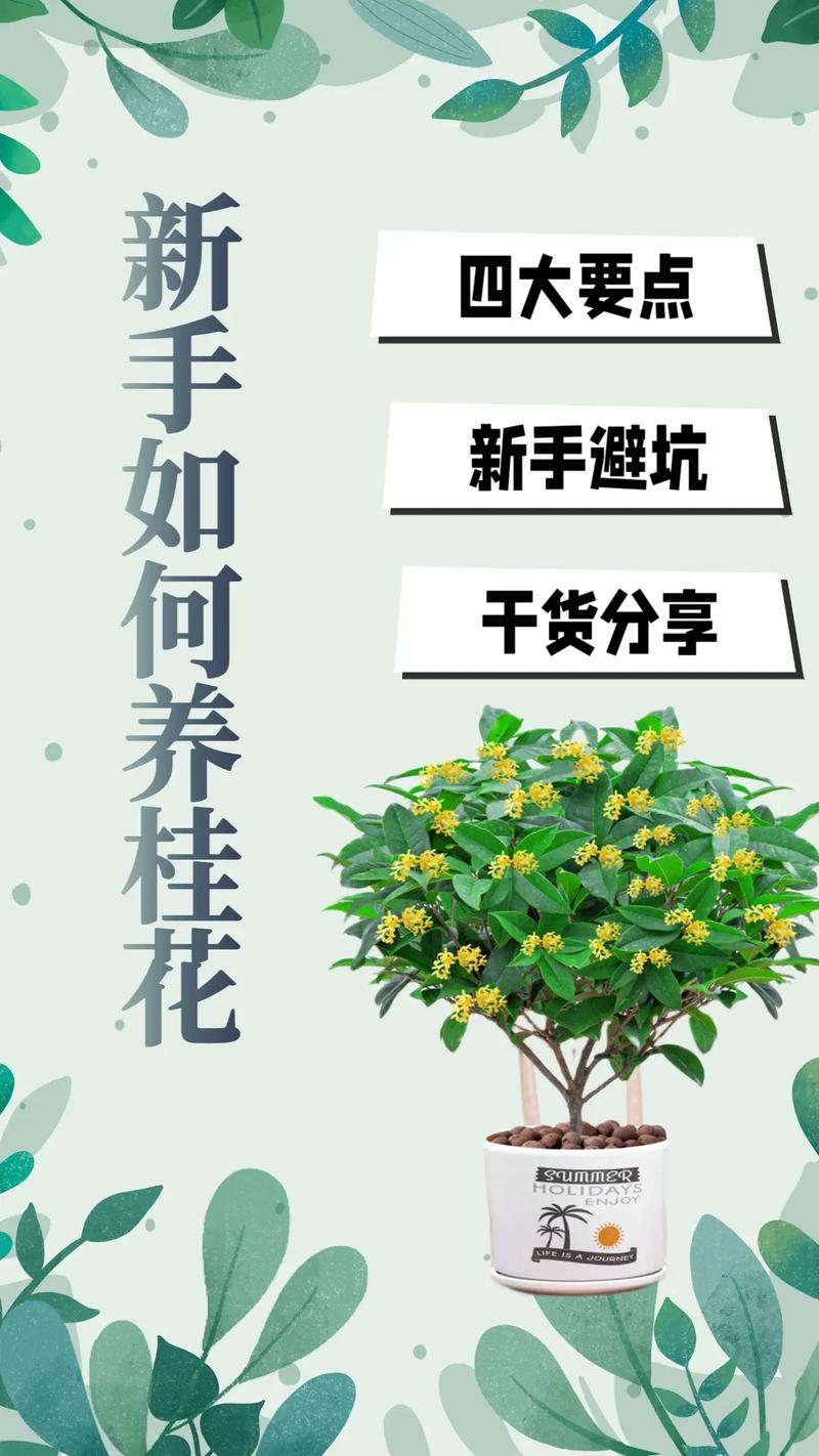 桂花怎么养才长得好，桂花怎么养长的快-第2张图片-优品飞百科