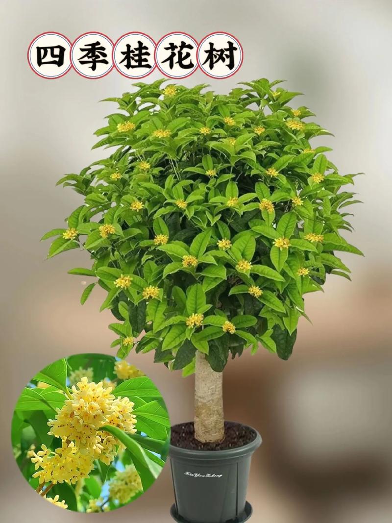 桂花怎么养才长得好，桂花怎么养长的快-第3张图片-优品飞百科