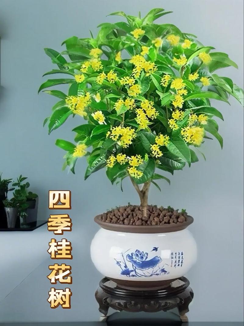 桂花怎么养才长得好，桂花怎么养长的快-第4张图片-优品飞百科