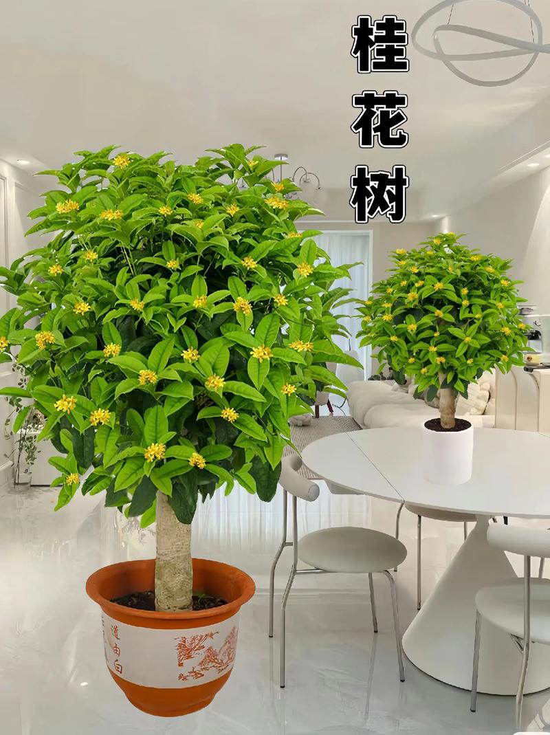 桂花怎么养才长得好，桂花怎么养长的快-第5张图片-优品飞百科