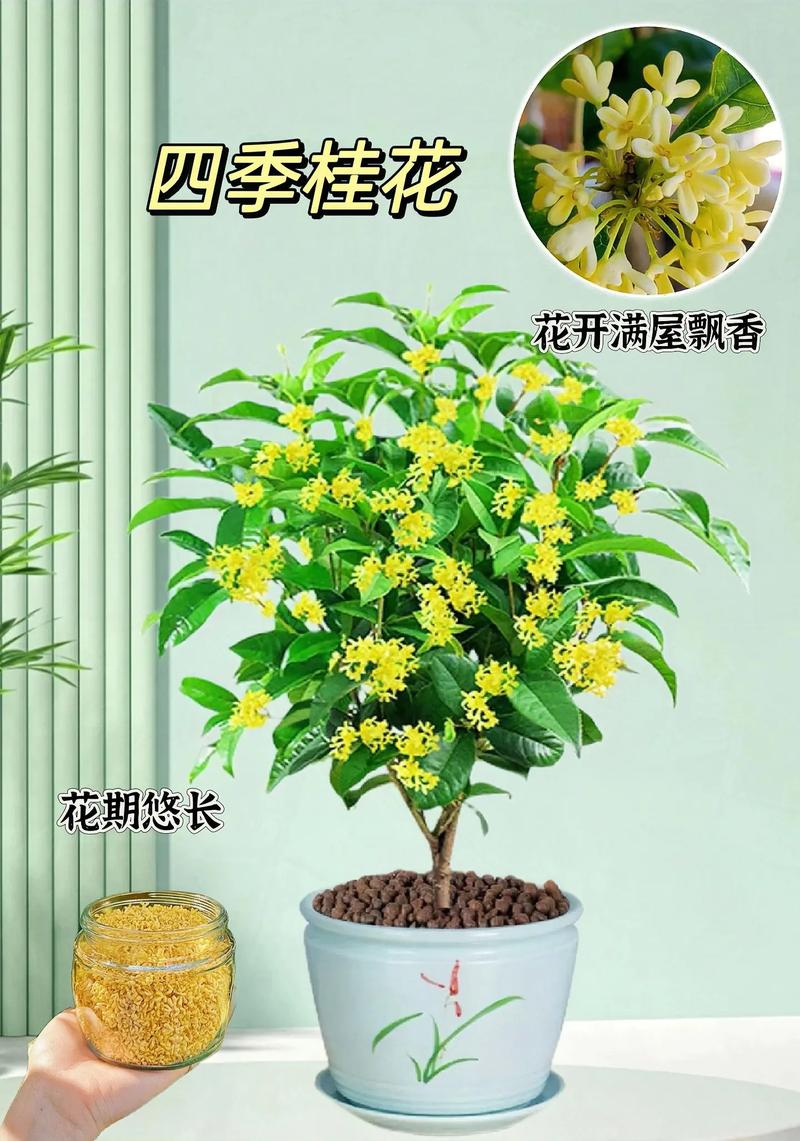 桂花怎么养才长得好，桂花怎么养长的快-第6张图片-优品飞百科