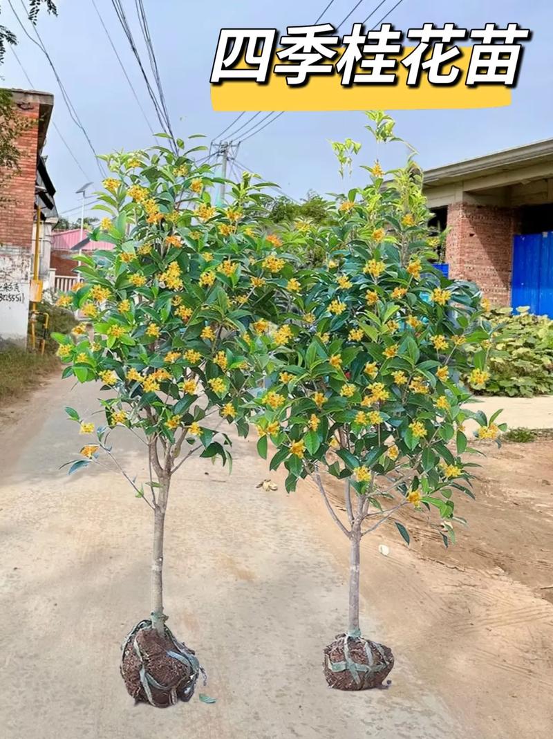 桂花怎么养才长得好，桂花怎么养长的快-第7张图片-优品飞百科