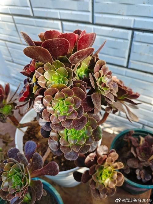 紫阳绒怎么养，紫羊绒养殖方法和注意事项