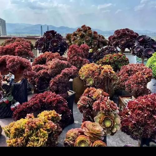 紫阳绒怎么养,紫羊绒养殖方法和注意事项-第2张图片-优品飞百科 紫阳绒怎么养,紫羊绒养殖方法和注意事项-第2张图片-优品飞百科