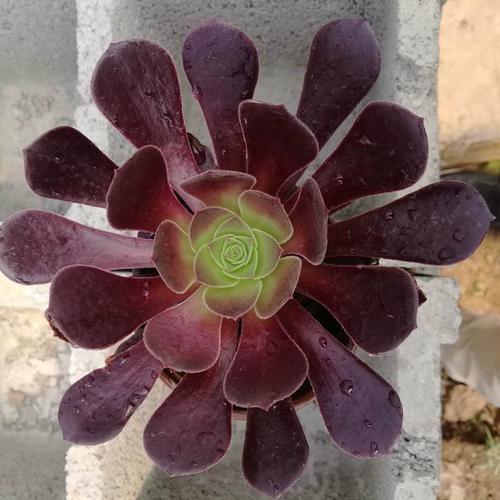 紫阳绒怎么养,紫羊绒养殖方法和注意事项-第3张图片-优品飞百科 紫阳绒怎么养,紫羊绒养殖方法和注意事项-第3张图片-优品飞百科