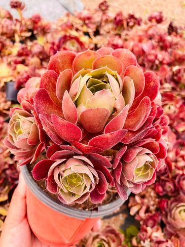 紫阳绒怎么养,紫羊绒养殖方法和注意事项-第4张图片-优品飞百科 紫阳绒怎么养,紫羊绒养殖方法和注意事项-第4张图片-优品飞百科