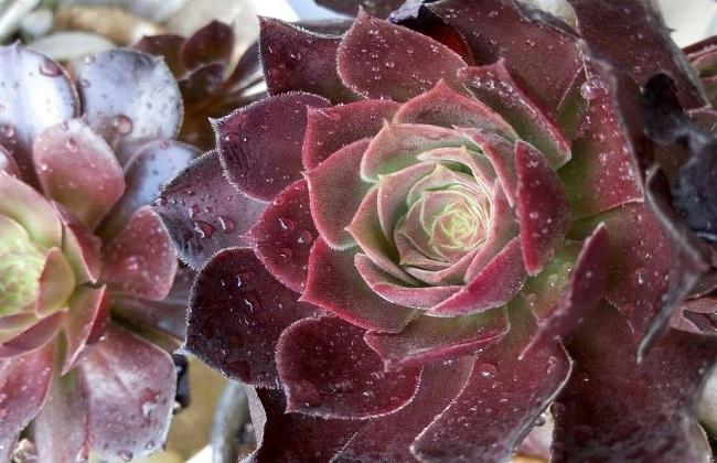 紫阳绒怎么养,紫羊绒养殖方法和注意事项-第5张图片-优品飞百科 紫阳绒怎么养,紫羊绒养殖方法和注意事项-第5张图片-优品飞百科