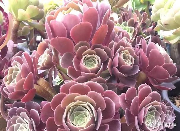 紫阳绒怎么养,紫羊绒养殖方法和注意事项-第7张图片-优品飞百科 紫阳绒怎么养,紫羊绒养殖方法和注意事项-第7张图片-优品飞百科