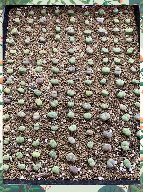 夏天生石花怎么养？夏天播种生石花？