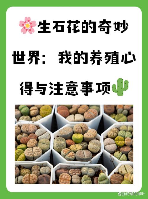 夏天生石花怎么养?夏天播种生石花?-第2张图片-优品飞百科 夏天生石花怎么养?夏天播种生石花?-第2张图片-优品飞百科