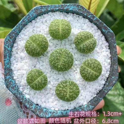 夏天生石花怎么养?夏天播种生石花?-第4张图片-优品飞百科 夏天生石花怎么养?夏天播种生石花?-第4张图片-优品飞百科