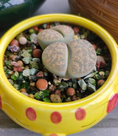 夏天生石花怎么养?夏天播种生石花?-第5张图片-优品飞百科 夏天生石花怎么养?夏天播种生石花?-第5张图片-优品飞百科