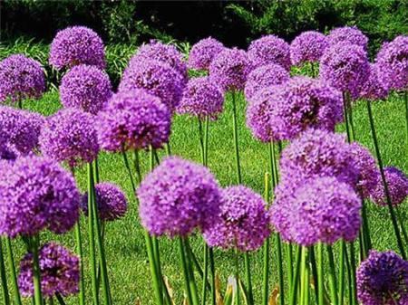 大绒球怎么种植，大绒球怎么种植视频？