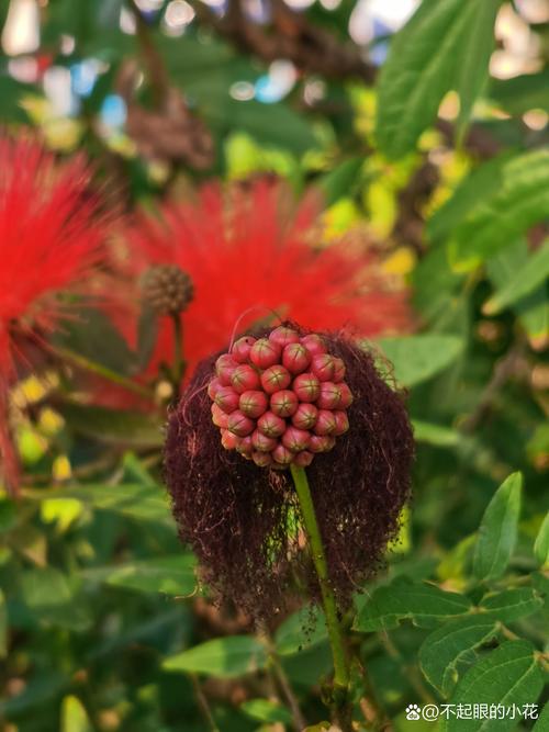 大绒球怎么种植，大绒球怎么种植视频？-第2张图片-优品飞百科