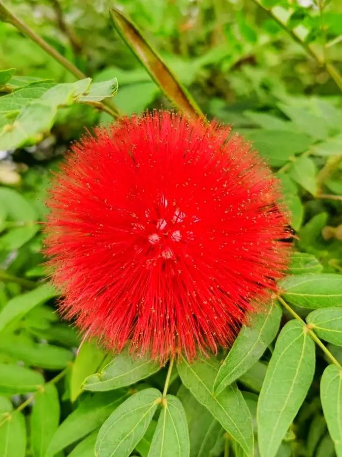 大绒球怎么种植，大绒球怎么种植视频？-第4张图片-优品飞百科