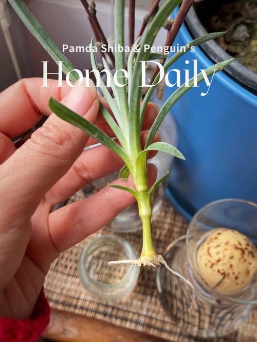 康乃馨插扦没根能活吗，康乃馨插扦没根能活吗怎么养？-第3张图片-优品飞百科