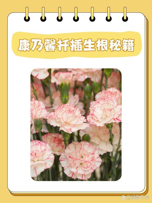 康乃馨插扦没根能活吗，康乃馨插扦没根能活吗怎么养？-第4张图片-优品飞百科