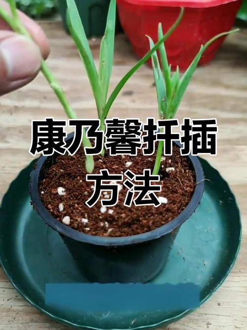 康乃馨插扦没根能活吗，康乃馨插扦没根能活吗怎么养？-第5张图片-优品飞百科