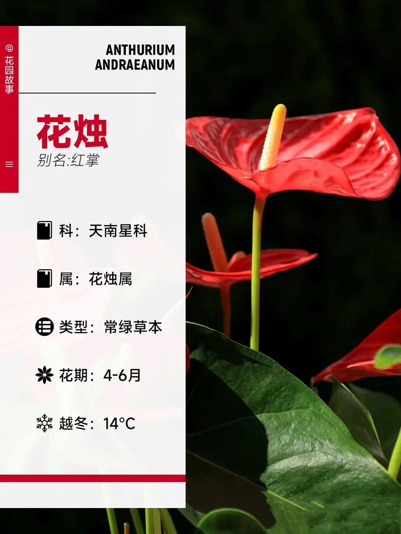 红掌四季养护方法,红掌春季怎么养?-第3张图片-优品飞百科 红掌四季养护方法,红掌春季怎么养?-第3张图片-优品飞百科