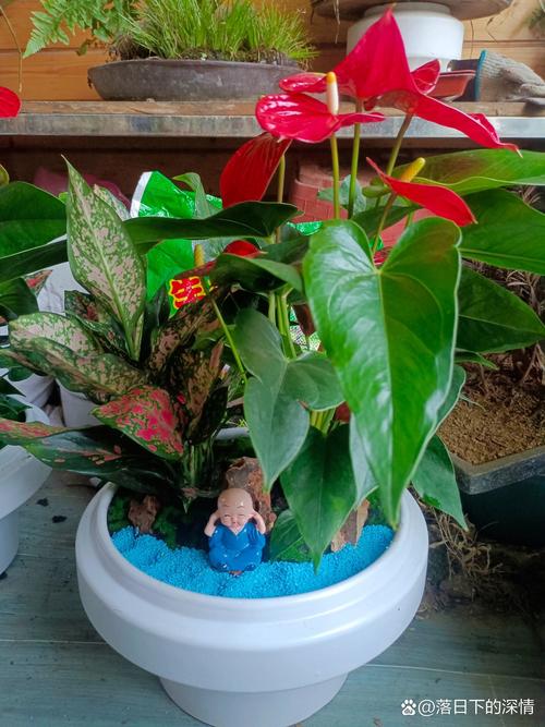 红掌四季养护方法,红掌春季怎么养?-第5张图片-优品飞百科 红掌四季养护方法,红掌春季怎么养?-第5张图片-优品飞百科