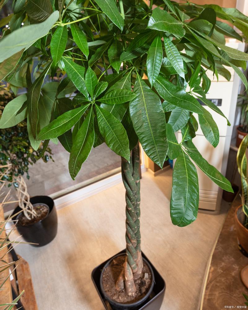 怎么预防铜绿麒麟烂根？铜绿麒麟怎么养？