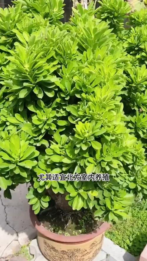 怎么预防铜绿麒麟烂根？铜绿麒麟怎么养？-第2张图片-优品飞百科