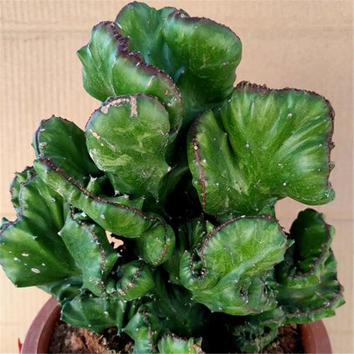 怎么预防铜绿麒麟烂根？铜绿麒麟怎么养？-第3张图片-优品飞百科