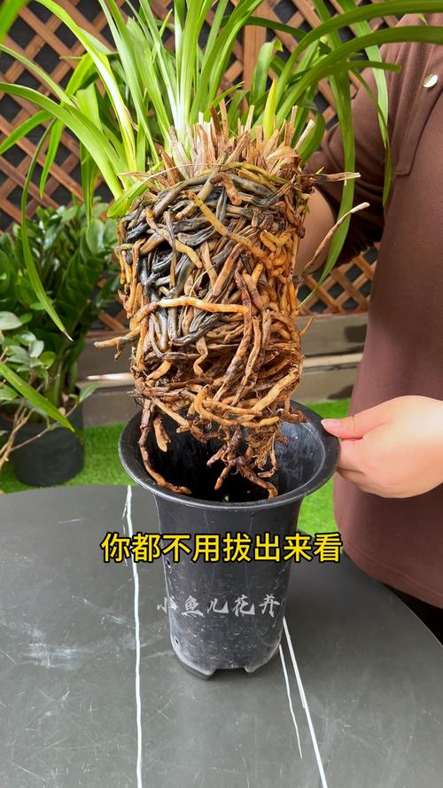 怎么预防铜绿麒麟烂根？铜绿麒麟怎么养？-第5张图片-优品飞百科
