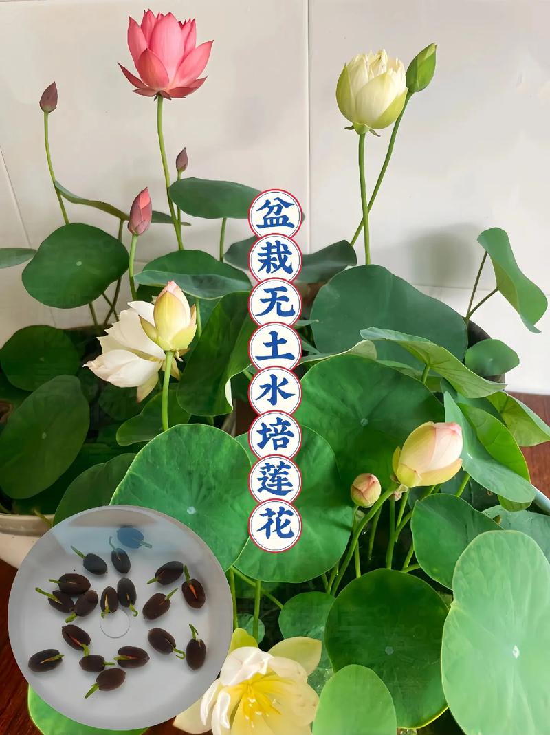 莲子怎么种植，莲子怎么种植视频教程-第2张图片-优品飞百科