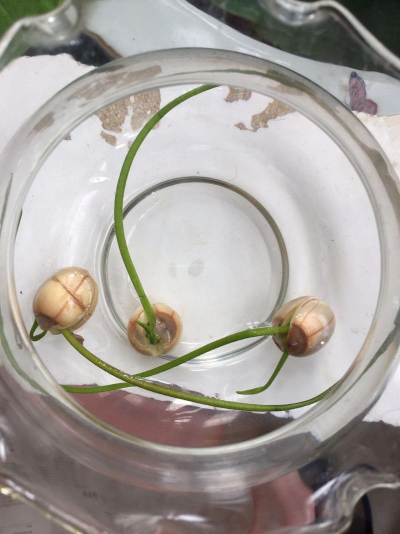 莲子怎么种植，莲子怎么种植视频教程-第4张图片-优品飞百科
