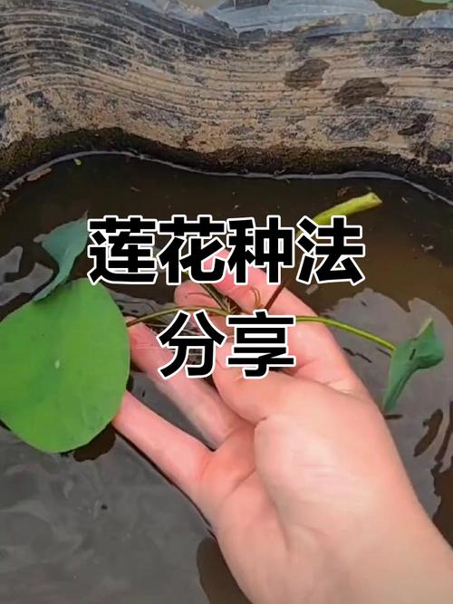 莲子怎么种植，莲子怎么种植视频教程-第6张图片-优品飞百科