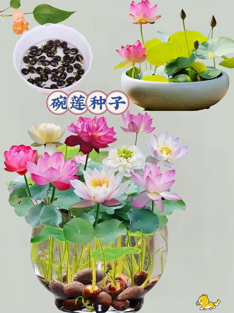 莲子怎么种植，莲子怎么种植视频教程-第5张图片-优品飞百科