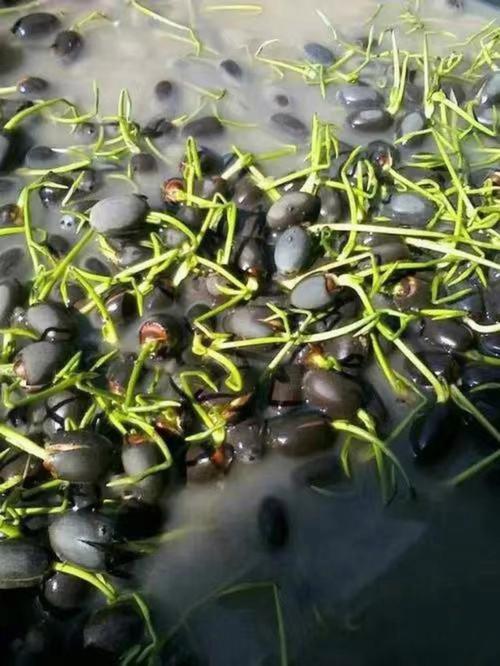 莲子怎么种植，莲子怎么种植视频教程-第7张图片-优品飞百科