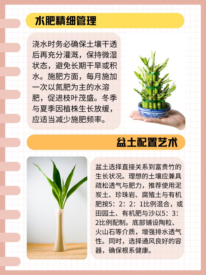 如何让富贵竹的叶子变得油亮，怎么样才能使富贵竹叶子发亮-第4张图片-优品飞百科