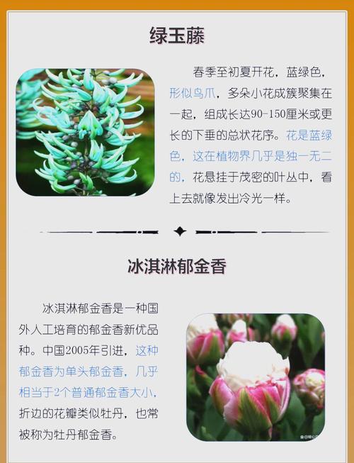 怎么种植蓬蘽，蓬蘽盆栽