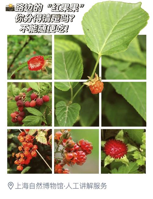 怎么种植蓬蘽，蓬蘽盆栽-第3张图片-优品飞百科