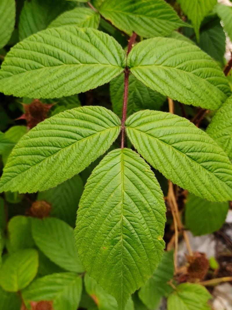 怎么种植蓬蘽，蓬蘽盆栽-第4张图片-优品飞百科