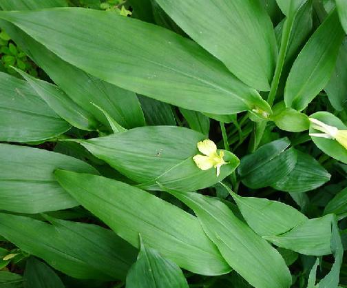 怎么种植蓬蘽，蓬蘽盆栽-第5张图片-优品飞百科