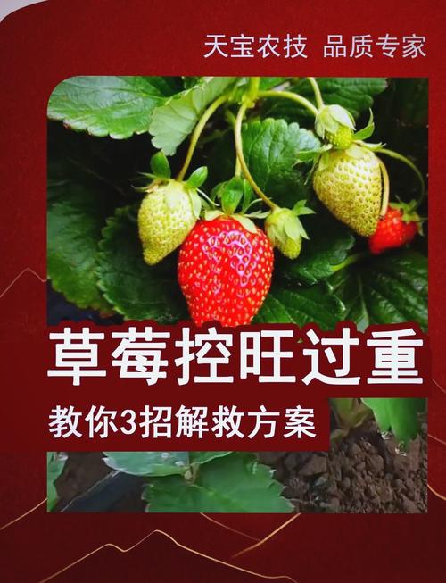 怎么种植蓬蘽，蓬蘽盆栽-第6张图片-优品飞百科