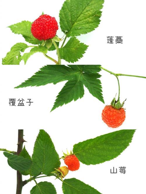 怎么种植蓬蘽，蓬蘽盆栽-第8张图片-优品飞百科