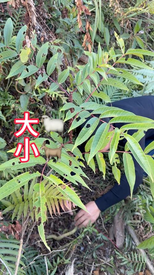 怎么种植蓬蘽，蓬蘽盆栽-第7张图片-优品飞百科
