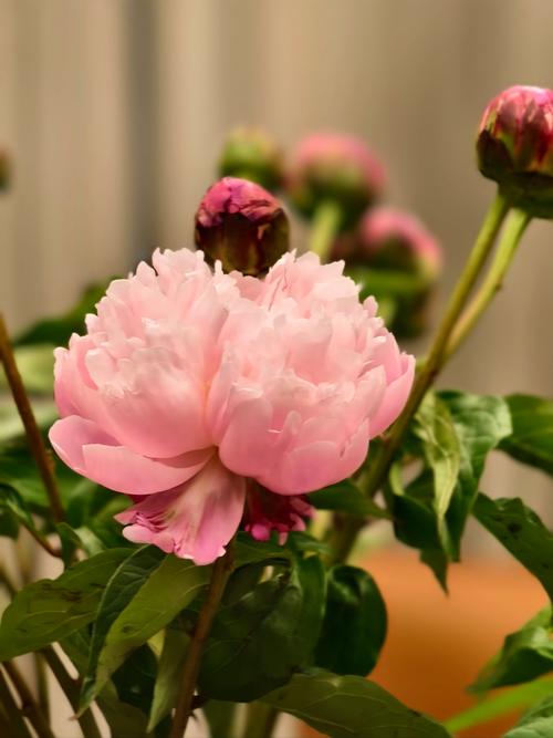 牡丹国色天香，牡丹国色天香图片