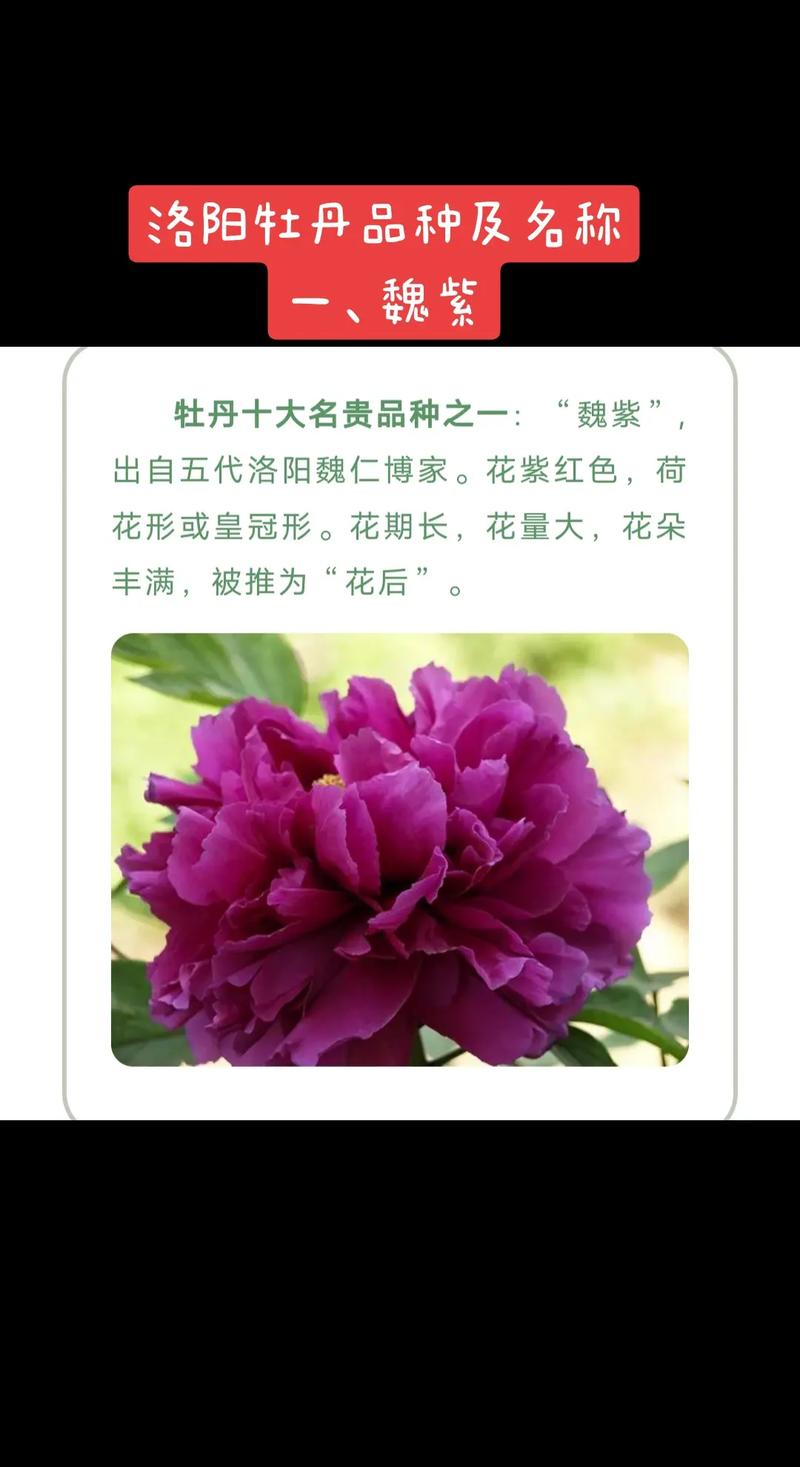 牡丹国色天香，牡丹国色天香图片-第3张图片-优品飞百科