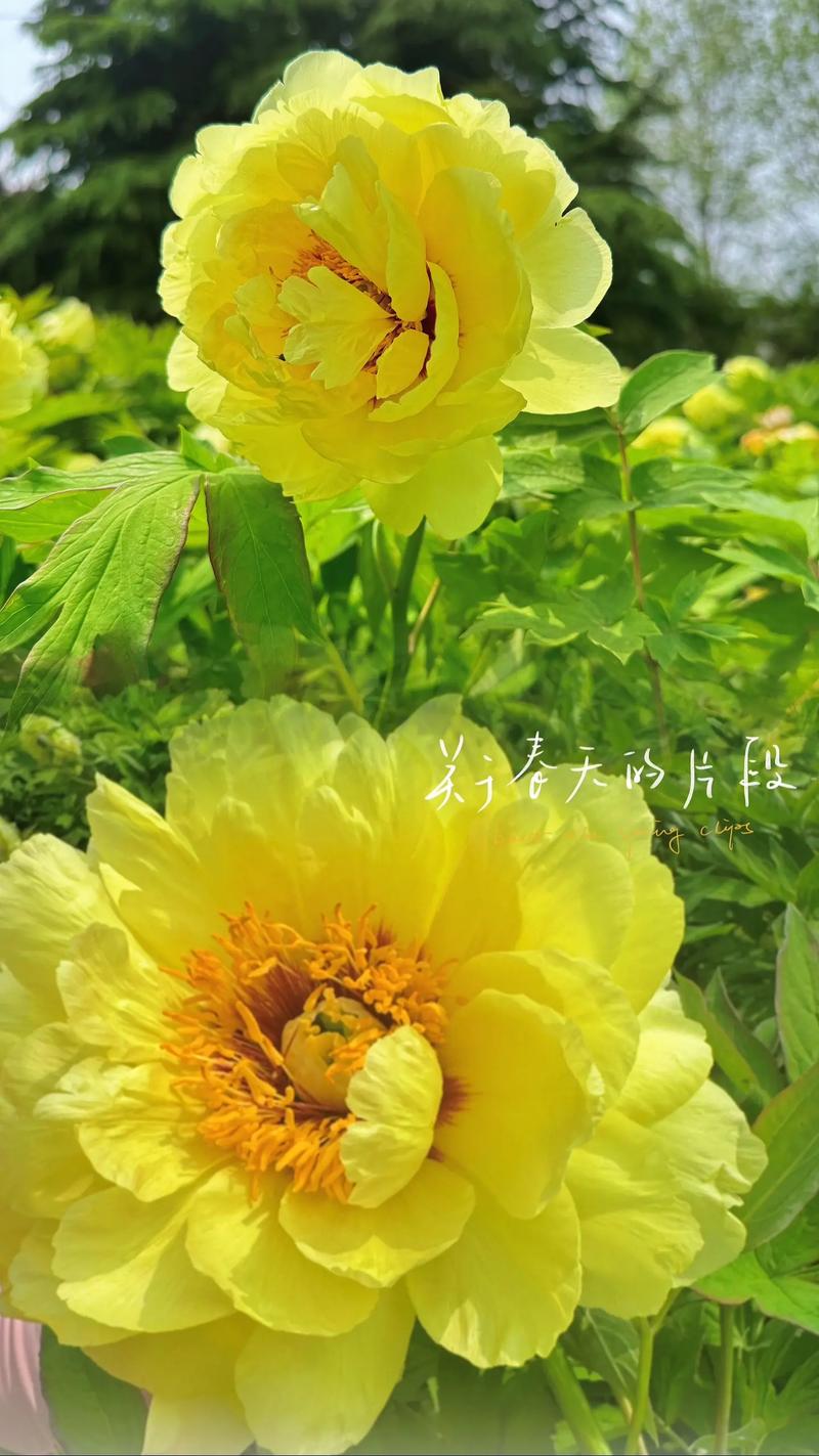 牡丹国色天香，牡丹国色天香图片-第4张图片-优品飞百科