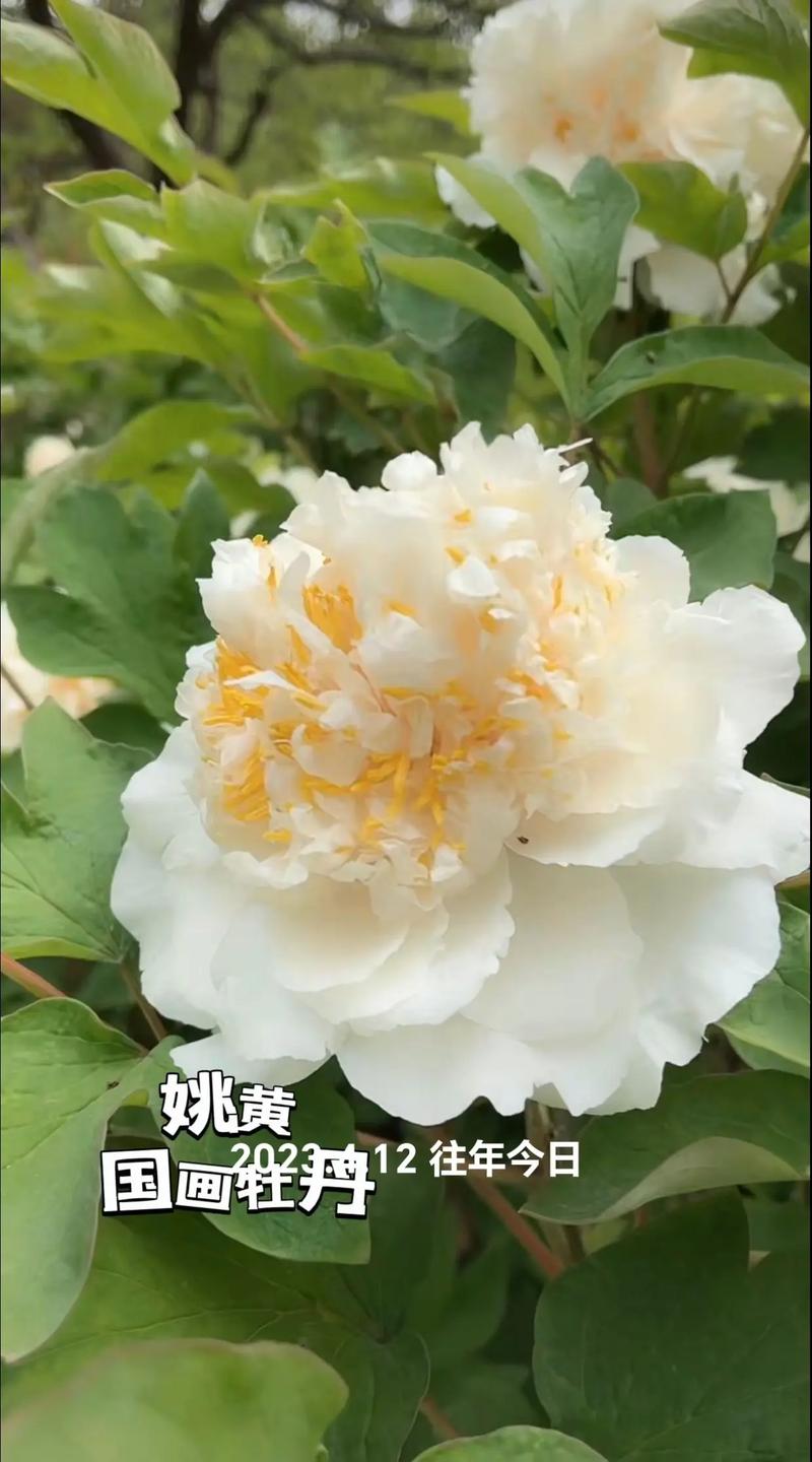 牡丹国色天香，牡丹国色天香图片-第6张图片-优品飞百科