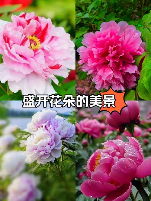 牡丹国色天香，牡丹国色天香图片-第7张图片-优品飞百科